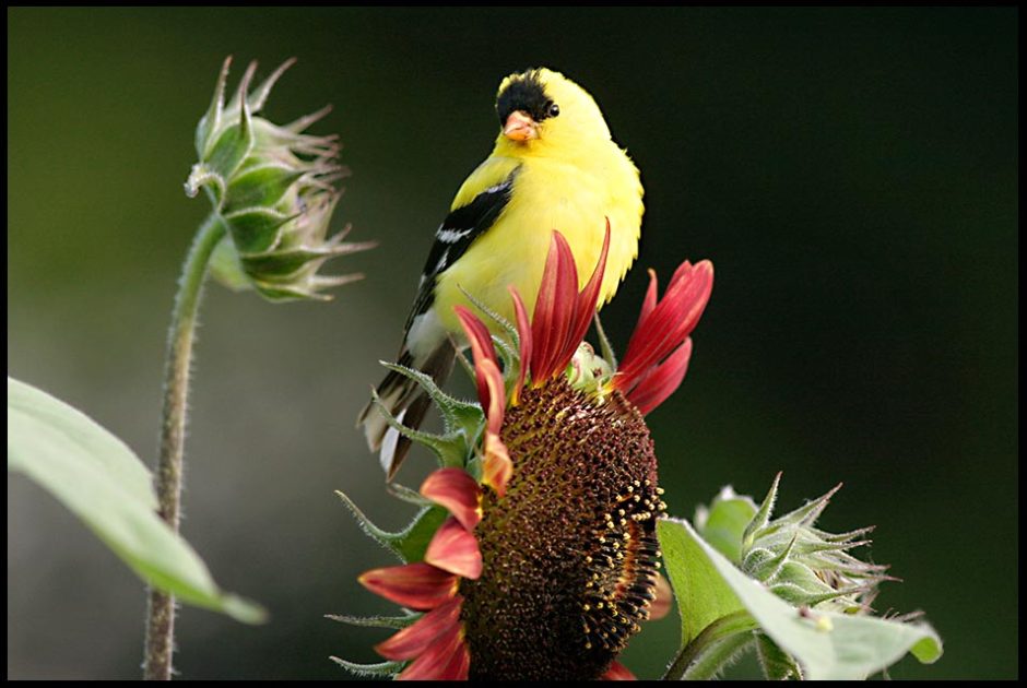 A bright yellow male American goldfinch on red sunflower and Matthew 5:14-16 Bible verse to let your light shine.