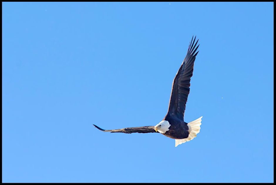 Bald eagle in flight in a blue cloudless sky, Lake Manawa State Park, Iowa and Job 39:27-28 The eagle soars by God's command