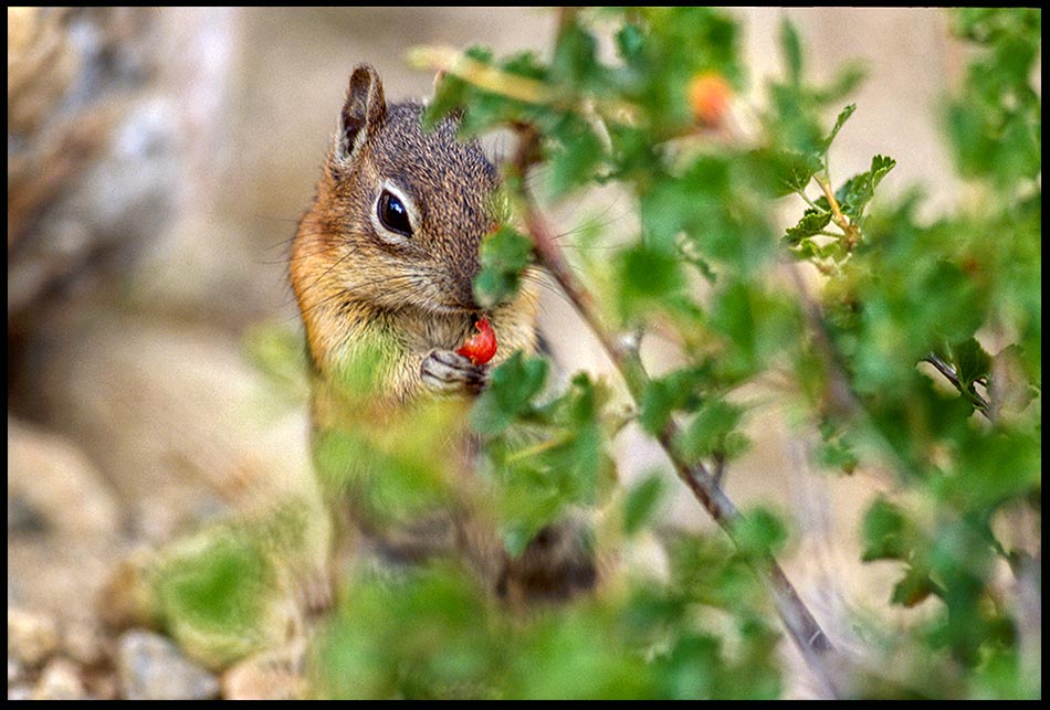 A golden-mantled ground squirrel eats a red berry in Rocky Mountain National Park, Colorado and Matthew 5:6 beatitude bible verse hungry will be satisfied