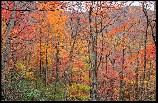 Falls colors of orange, red and purple on trees in Great Smoky Mountain National Park, Tennessee. May God bring us a May God lead us down a path to spiritual revival.