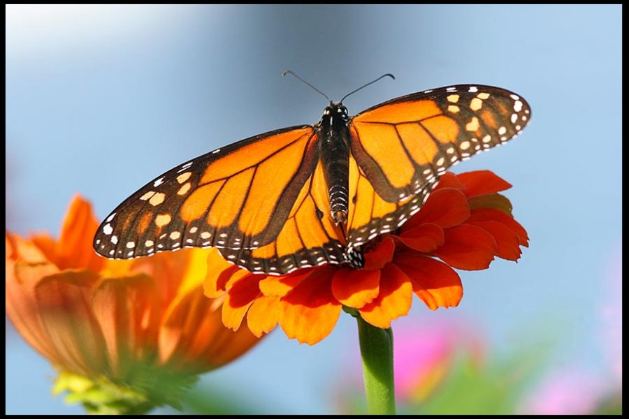 Monarch butterfly on an orange zinnia with blue sky, Eastern Nebraska. Psalm 31:14-15 Bible verse God's hands