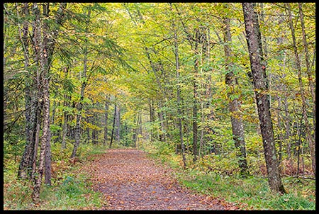 Leave covered trail through woods in early fall. May God lead us down a path to spiritual revival.
