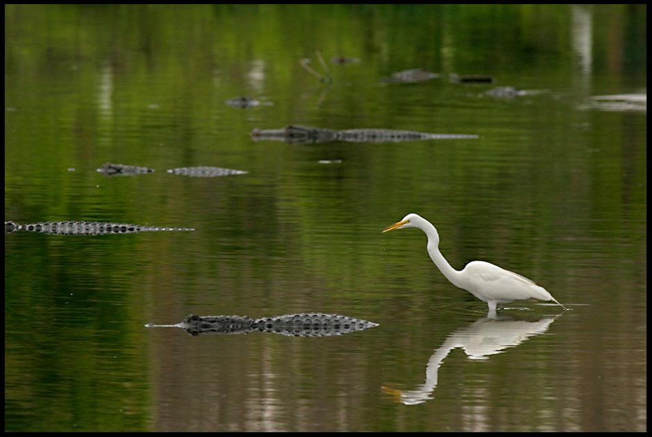 Great Egret wadding in water filled with alligators in Central Florida and Psalm 27:2-3. Bible verse about those against me