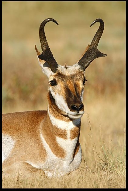 Pronghorn antelope buck lying int the dry grass, Custer State Park, South Dakota. Psalm 104:24 Bible Verse In wisdom God created
