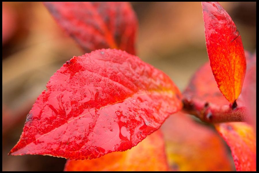 The bright splendor of red in fall leaf from a blueberry bush in Eastern Nebraska and Psalm 111:3-4