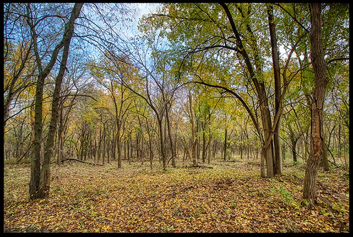 Fall Trees in the woods with most of their leaves on the ground , Fontenelle Forest, Bellevue, Nebraska. Find Simplicity in nature Bible Verse of the Day: Ephesians 4:22-23