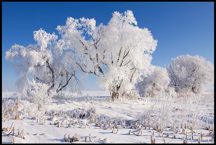 Snow and hoarfrost covered trees in a farm field under a bright blue sky, Eastern Nebraska and Isaiah 1:18. bible verse on as white as snow