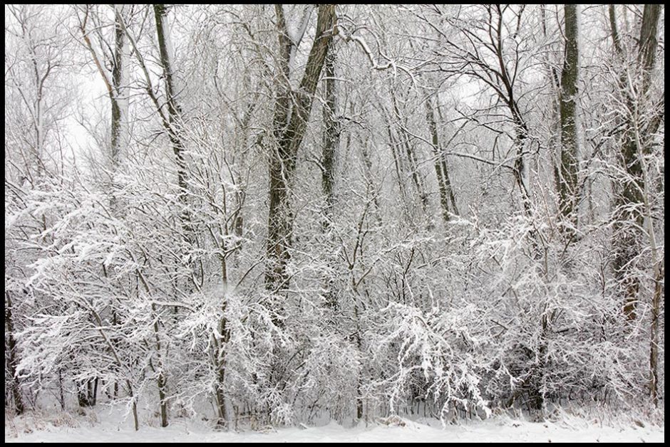 A winter snow covers trees in Aspen Park, Bellevue, Nebraska and Bible verse Psalm 74:17 season of winter