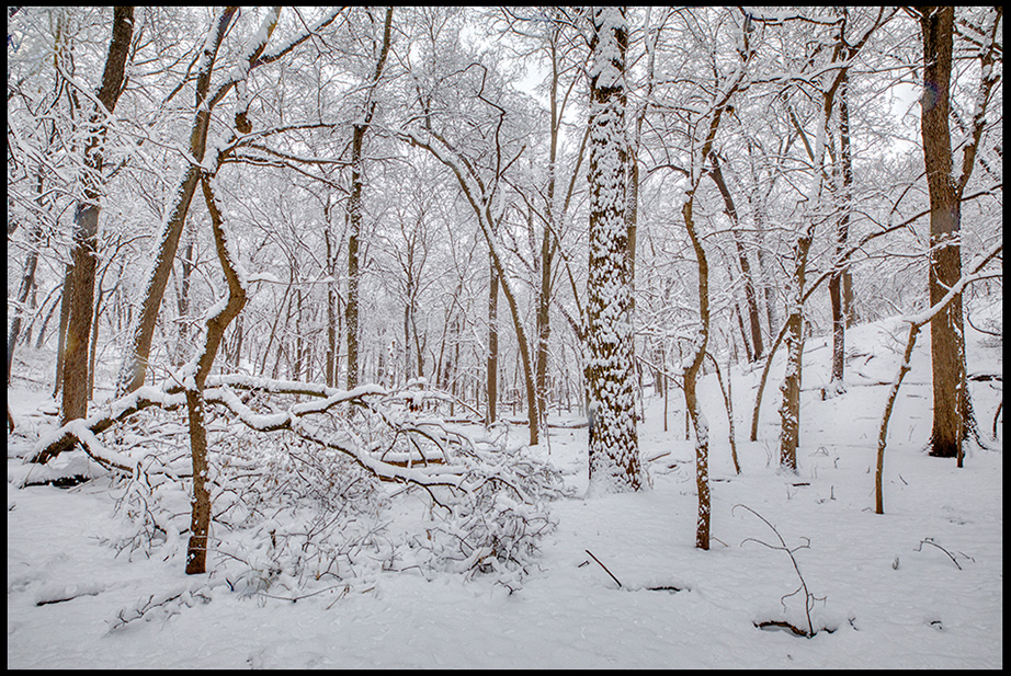 A landscape photo of trees covered in new fallen snow, Fontenelle Forest, Bellevue, Nebraska. Bible Verse of the Day 1 Kings 19:12-13 God's still small voice