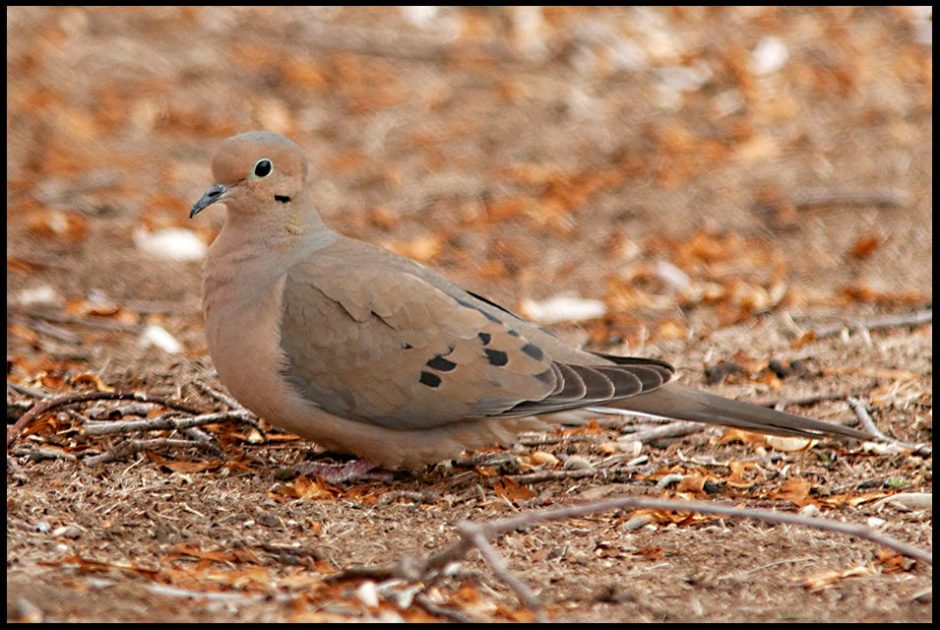 A mourning dove rest on the ground, eastern Nebraska. Bible versePsalm 55:6“Oh, that I had wings like a dove! 