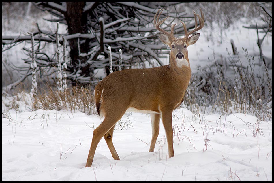 White-tailed deer buck in snow covered woods, Chalco Hills State Recreation Area, Nebraska and Psalm 25:3-5 Bible verse about a pure heart