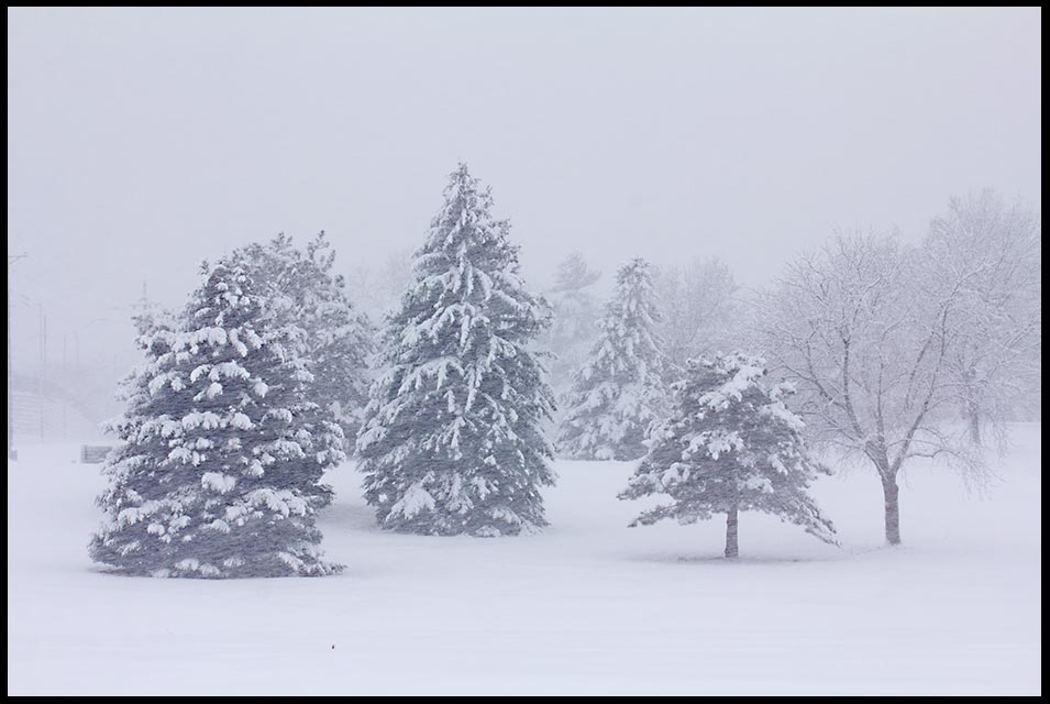 Trees Covered in a blizzard snow, Seymour Smith Park, Eastern Nebraska and Job 37:9b-10. Bible verse Out of the north comes the cold