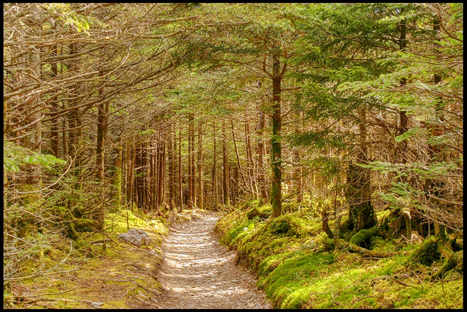 Mountain Trail through pines, Great Smoky Mountains National Park, North Carolina and John 15:6-7. Abide in me