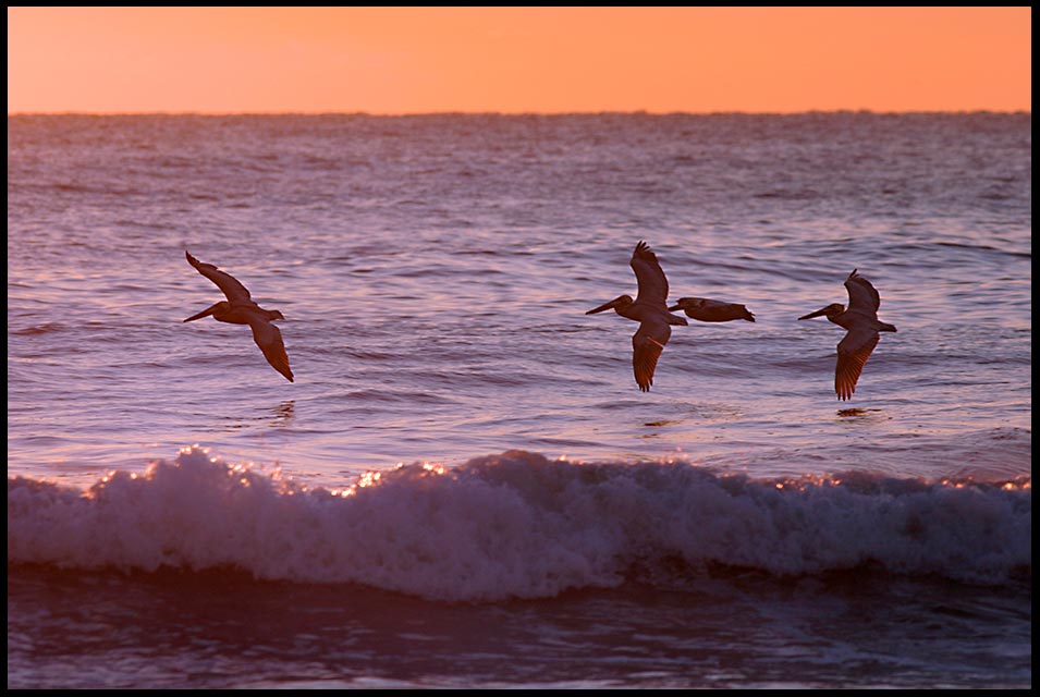 Four pelicans soar over waves as the break on the beach, Melbourne Beach, Florida and Bible verse 1 Chronicles 7:14 If my people humble themselves