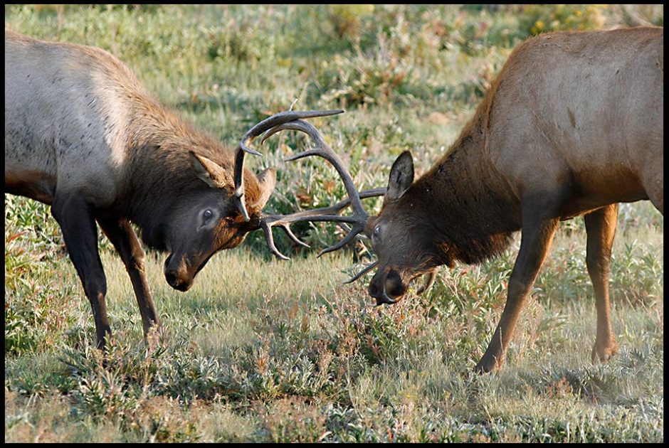 Two young bull lock their antlers and spar in Rocky Mountain National Park Psalm 144:1-2. Bible verse Trains my fingers for battle