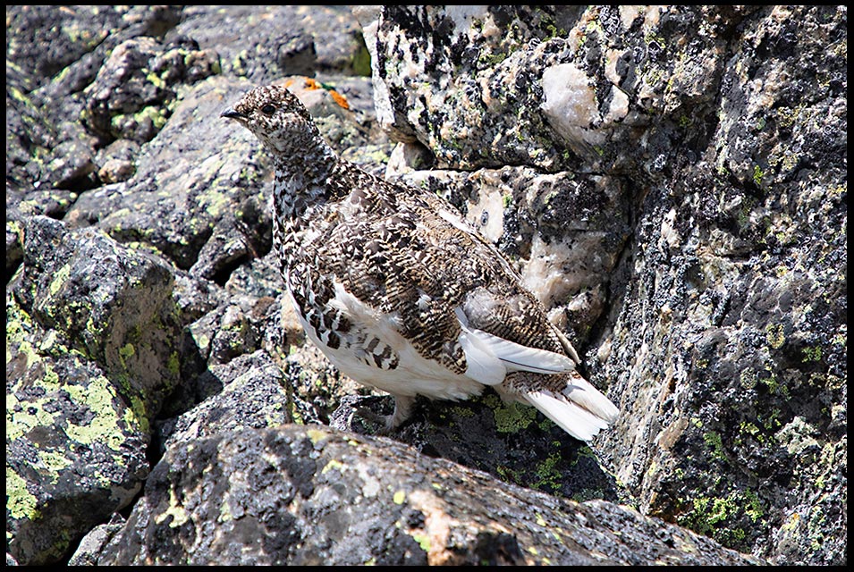  The grey feathers of a white-tailed ptarmigan blend in with alpine rocks, Rocky Mountain Park, Colorado. Bible Verse of the Day: Guest Post by Guy Gerrard: 1 John 3:2 look carefully 