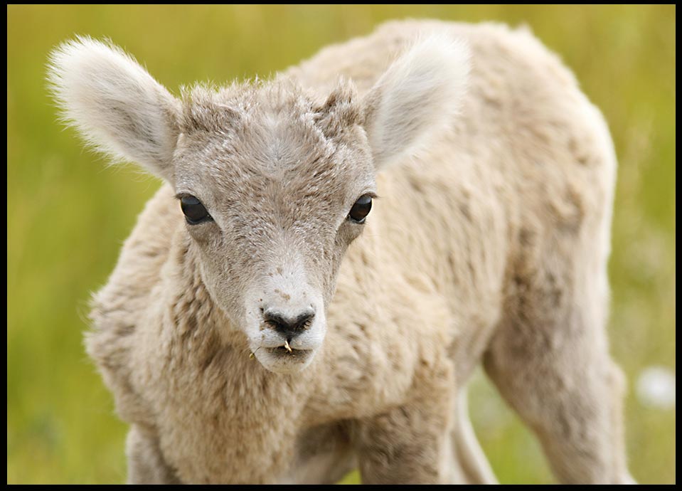 Bighorn sheep lamb, Badlands National Park, South Dakota and John 1:29 and Isaiah 53:7 Bible verse: Behold the Lamb of God.