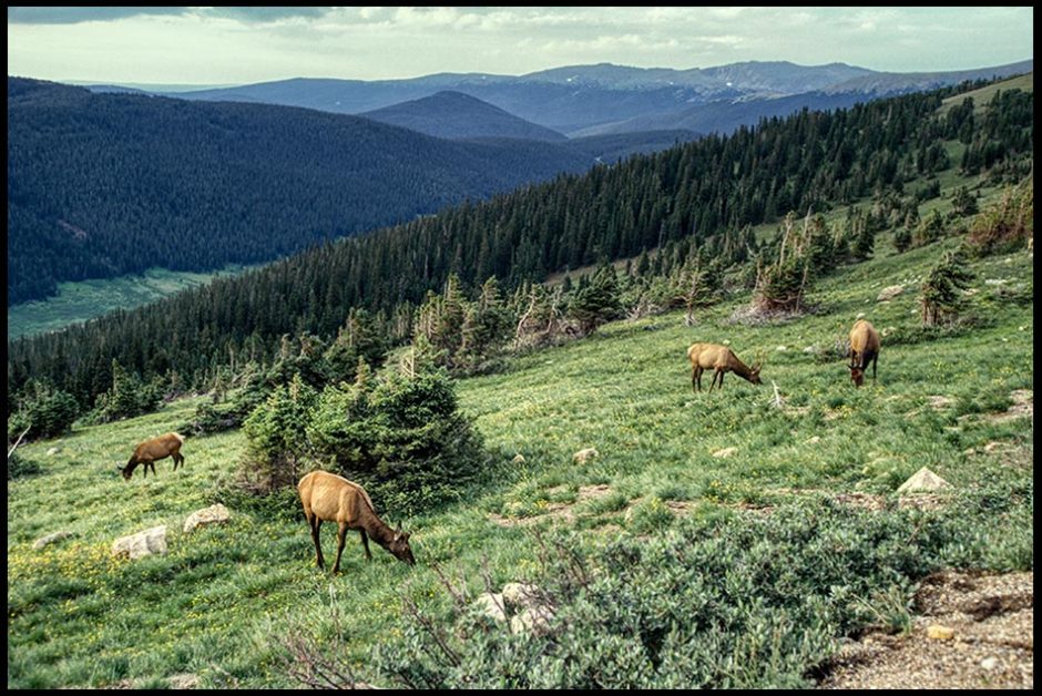 Grazing elk on a mountain side, Rocky Mountain National Park, Colorado and Psalm 147:8-9a Bible verse on God provides
