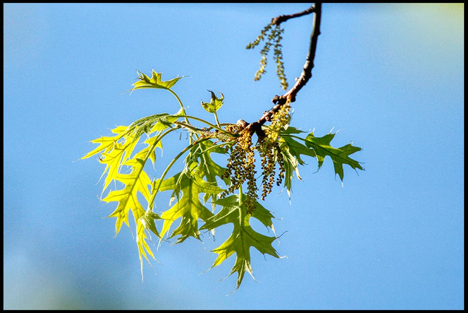 Young spring oak leaves against a blue sky, Sarpy County, Nebraska. Isaiah 11:1-2, Shoot of Jesse