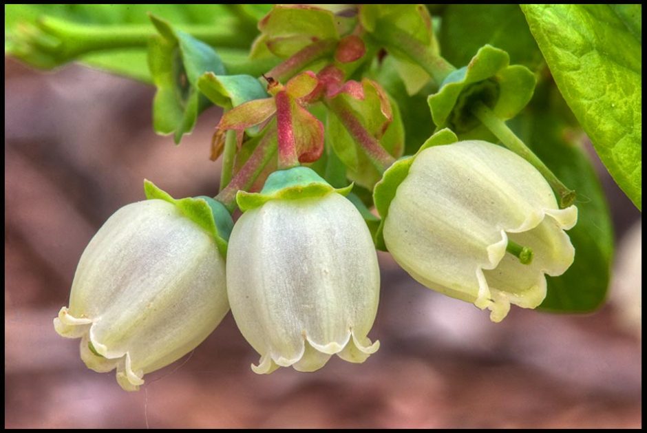 Three perfect white blueberry blossoms, Bellevue, Nebraska and Deuteronomy 29:29 blibe verse and The secret things