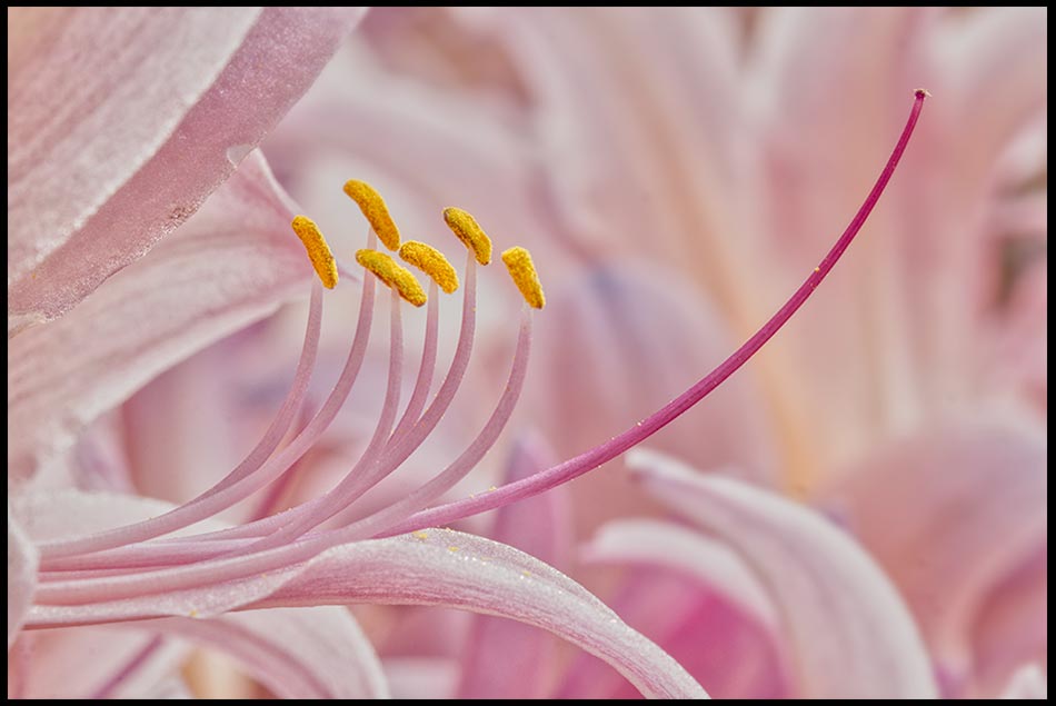 Inner Beauty of a pink surprise lily, also none as a naked lady flower in Bellevue, Nebraska and Psalm 105:2-3. Sing to Him Bible Verse of the Day