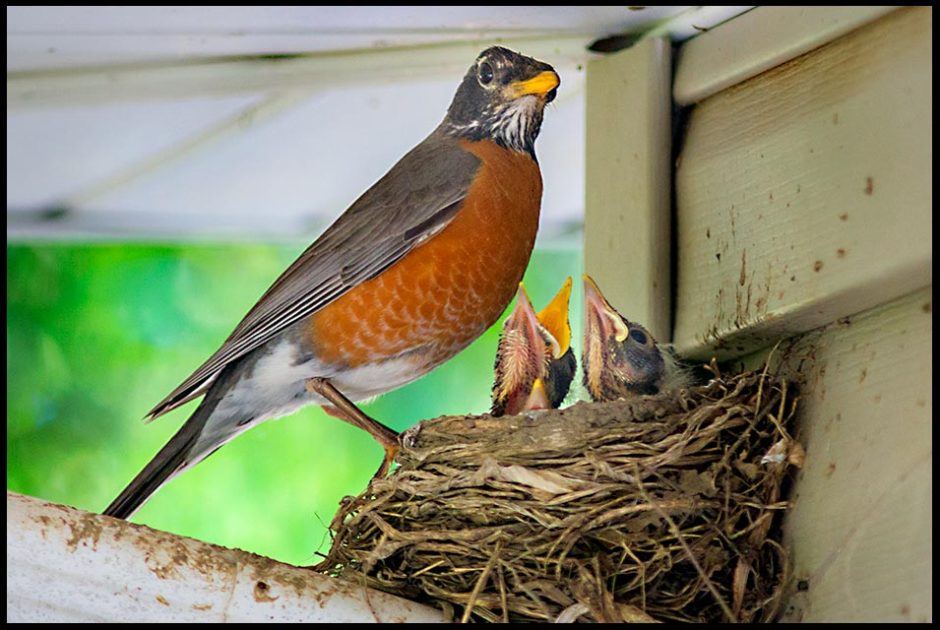 A Robin at the edge of a nest with its chicks. The nest sits on a drain spout. Animal parenthood and bible verse