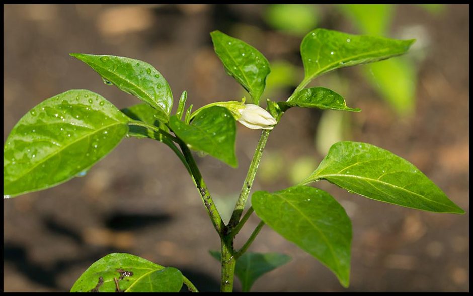 A white pepper blossom on bell pepper plant in a garden, Bellevue, Nebraska and Isaiah 61:11 Bible verse 
