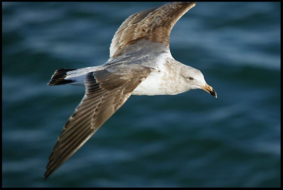 A closeup of a seagull at it soars over the ocean in Southern California and Psalm 139:8-10. God is there