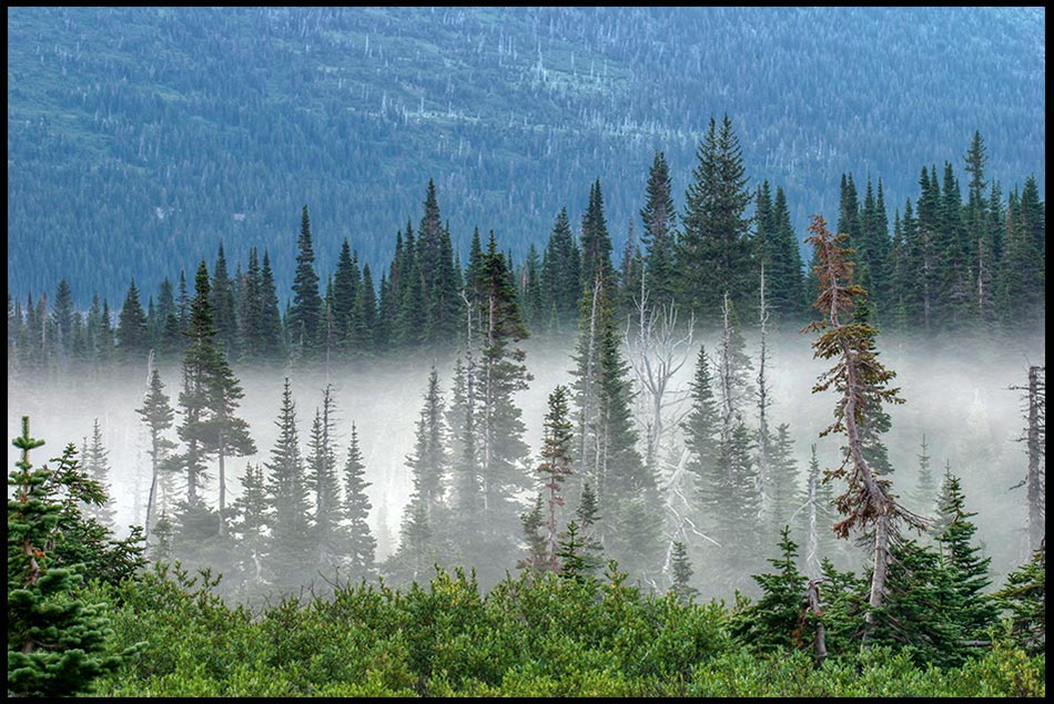 Morning fog settled on pine trees, Glacier National Park, Montana. Bible Verse of the Day: James 4:14 