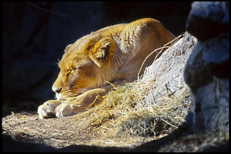 A sleeping lioness hidden behind rocks and Bible Verse of the Day: Psalm 104 God's hand of protection