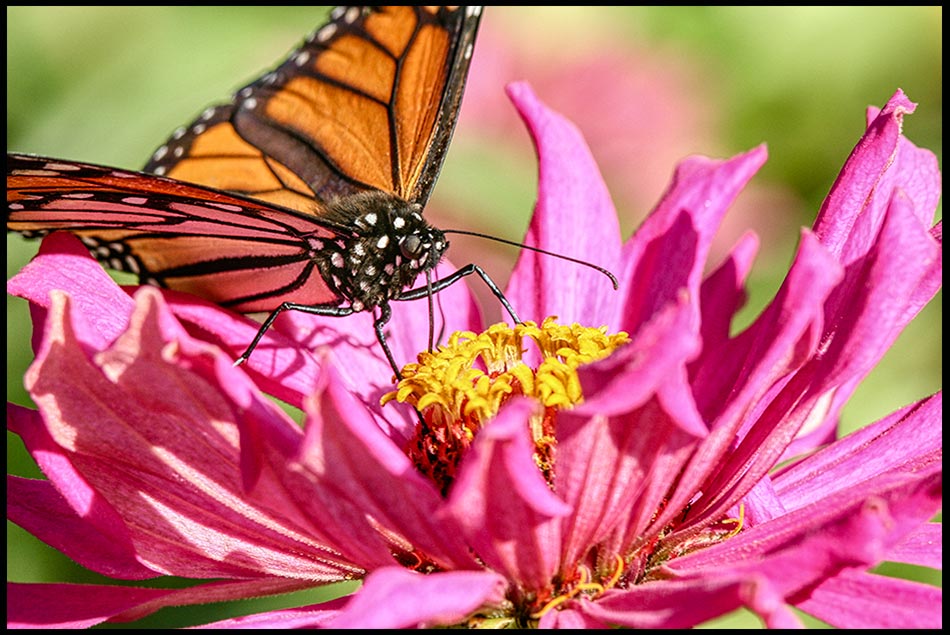 A monarch butterfly sips nectar from a pink/purple zinnia Bible I peter 3 show subtle beauty like nature's beauty
