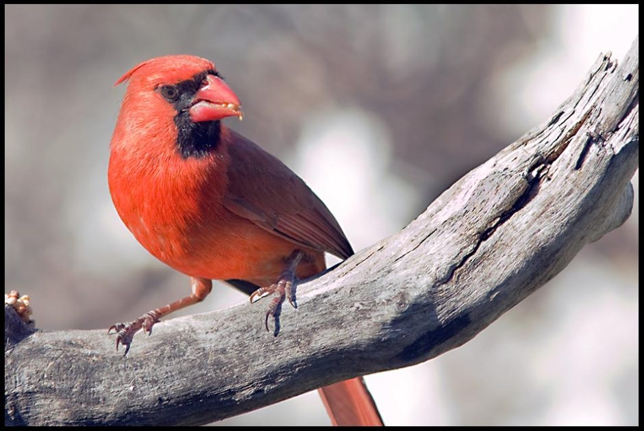 A bright male northern cardinal on a dead branch in Eastern NebraskaV Bible Verse of the Day: 1 Peter 2:12 glorify God 