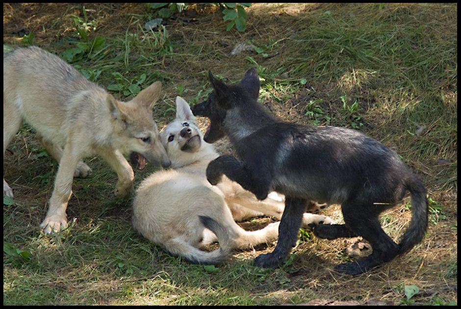 Two brown and one black grey wolf pups playing and Psalm 126:2 a Bible verse about joy.