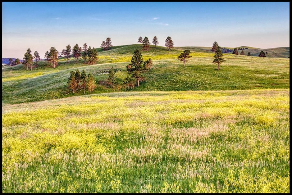 Rolling hills with wild flowers and scattered pine trees in Custer State Park, South Dakota. Bible Verse of the Day: Genesis 1:31, God's very good creation