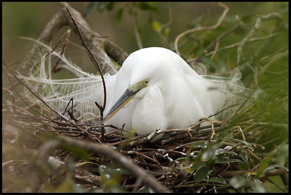 A white great egret on a nest, Central Florida.  Bible Verse of the Day Psalm 91:4 under His wings 