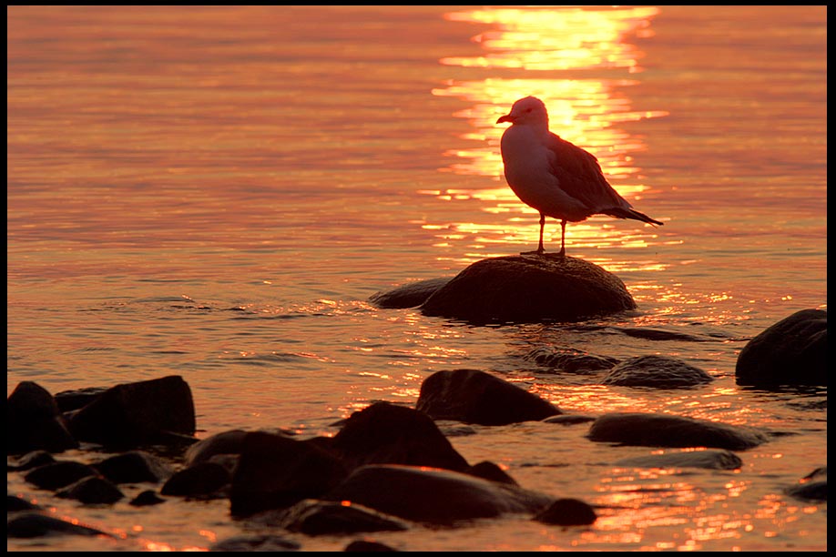 A silhouette of a seagull at standing on a small rock at Sunrise, Lake Huron, Northern Michigan. Psalm 139:11-12 Darkness and light