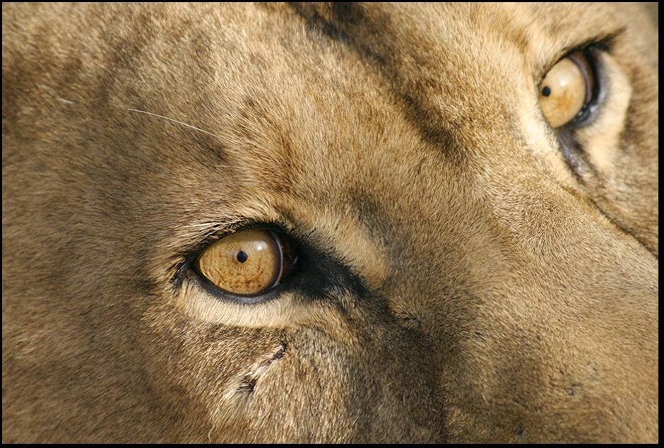 The amber colored watchful eyes of an African lioness. Visual Bible Verse of the Day: 1 Peter 3:12