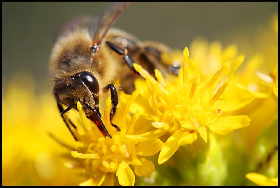 A close up macro photo of honey bee on on yellow golden rod in Nebraska. Bible Verse of the Day: Proverbs 16:24