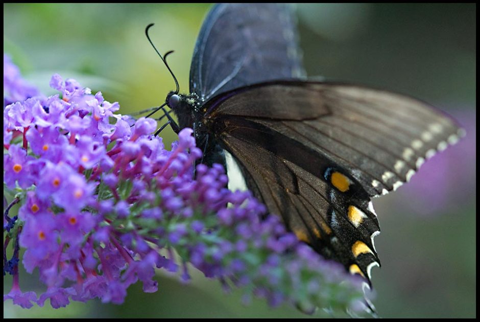 Black swallowtail butterfly on a purple butterfly bush, Eastern Nebraska and John 1:3 bible verse all things came into being
