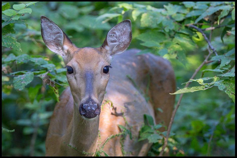  White-tailed deer doe in thick green undergrowth, Fontenelle Forest, Bellevue, Nebraska. Bible verse Ephesians 4:1a-2 gentleness