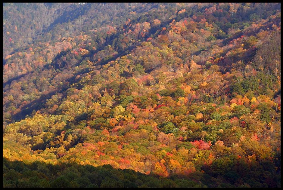 Colorful fall trees on a Mountain Side, Great Smoky Mountains National Park, Tennessee and Ephesians 1:18. "the riches of the glory" Bible Verse of the Day