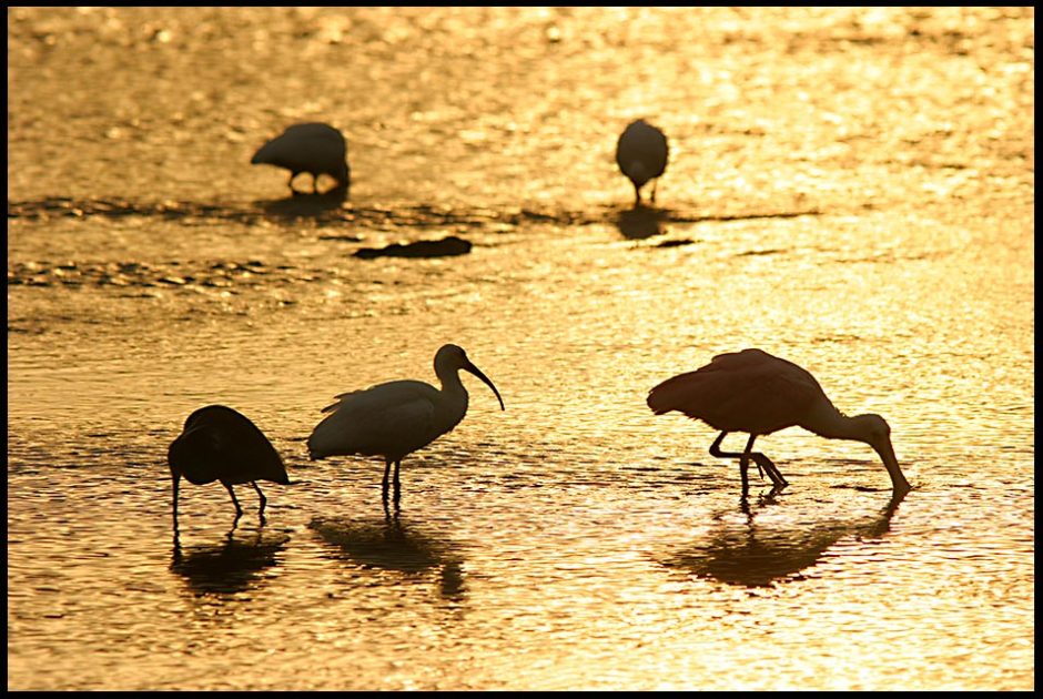 Wading birds silhouetted by the on reflecting on water at Sunrise, Ding Darling National Wildlife Refuge, Sanibel Island, Florida and Philippians 4:6-7 bible silhouetted and the peace of God