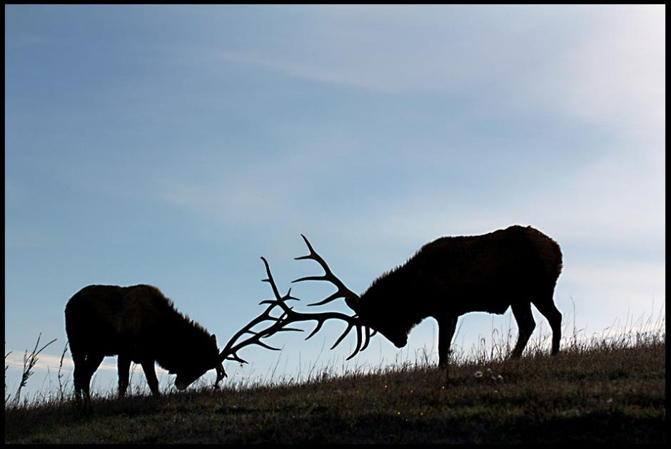 Silhouetted bull elk sparring against the blue sky, Eastern, Nebraska and Ephesians 6:12. "For our struggle is not against flesh and blood" Bible Verse