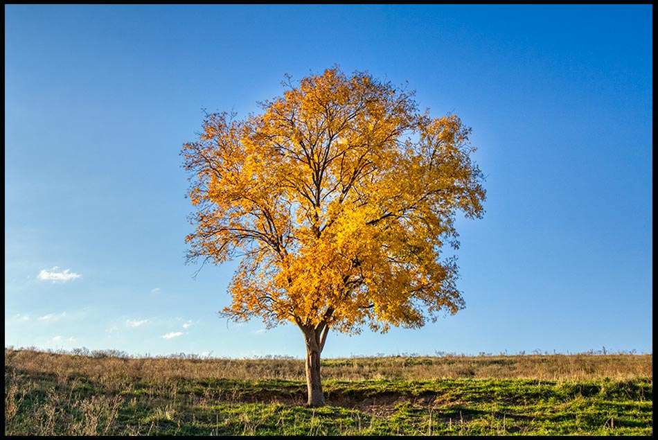A lone tree on a eastern Nebraska prairie displays yellow fall colors. Deuteronomy 31:8. We are never alone with god.