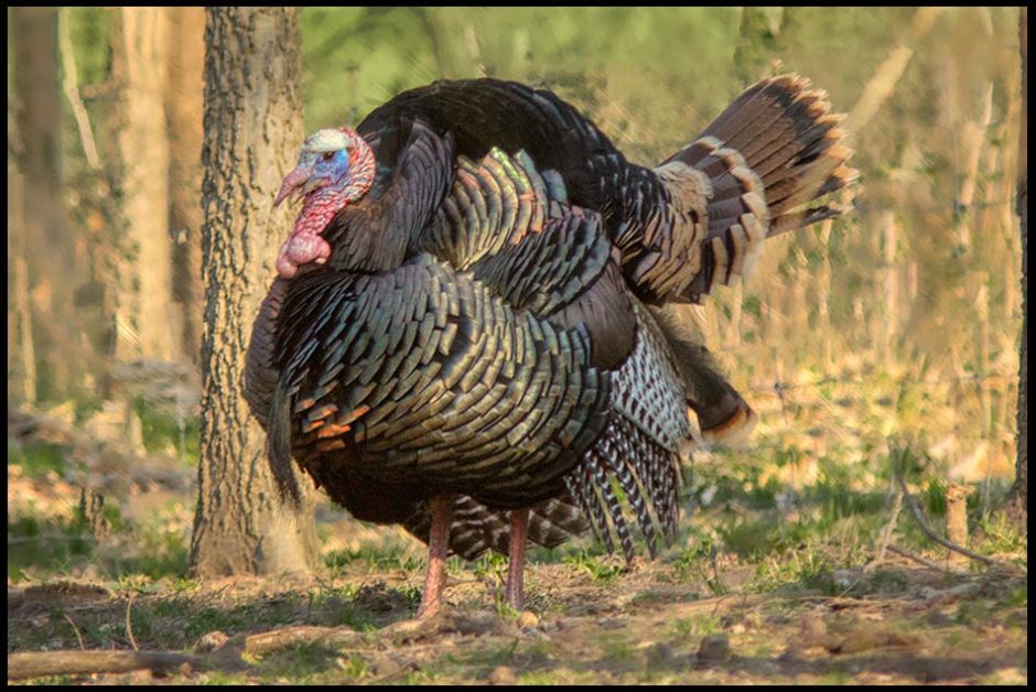 A robust tom turkey in the woods of early spring. Happy Thanksgiving and Bible Verse Eastern Nebraska and Psalm 100:4-5