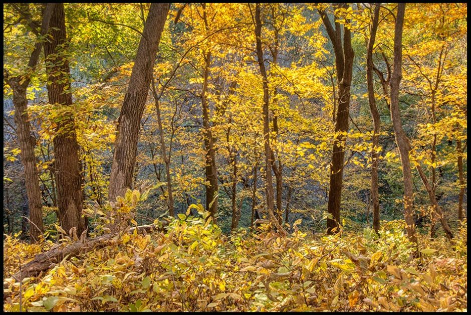 Yellow fall trees bring color to the season of autumn in Fontenelle Forest, Bellevue, Nebraska and Psalm 26:8 "All your wonders