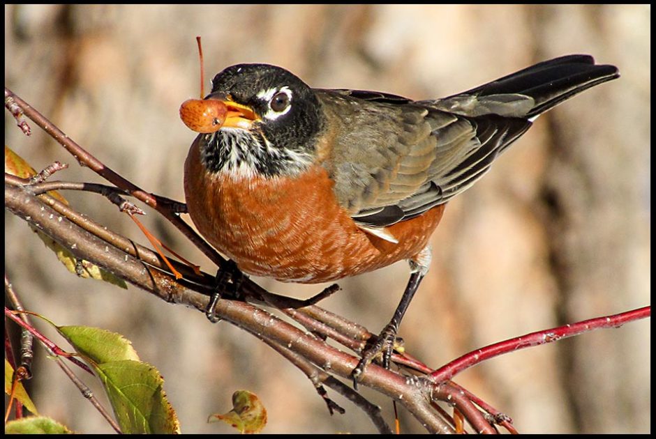 A robin with a late season cherry in it's mouth, Missouri Botanical Gardens. Bible Verse of the Day Matthew 6:26-27 God over uncertainty Guest Post by Valerie Hosna.