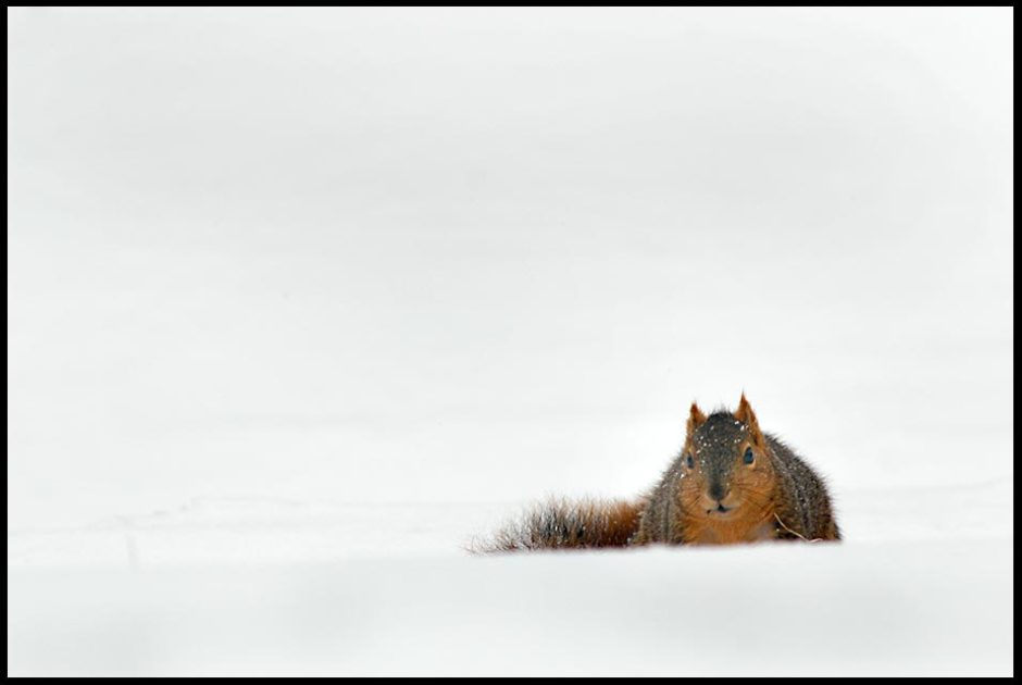 A fox squirrel in surrounded by snow, Eastern Nebraska. Bible verse Isaiah 41:10 do not be dismayed.