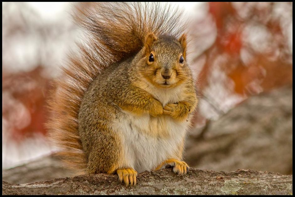 A fat squirrel sits on tree branch ready for winter, Nebraska and Psalm 145:15-17 God gives good things.