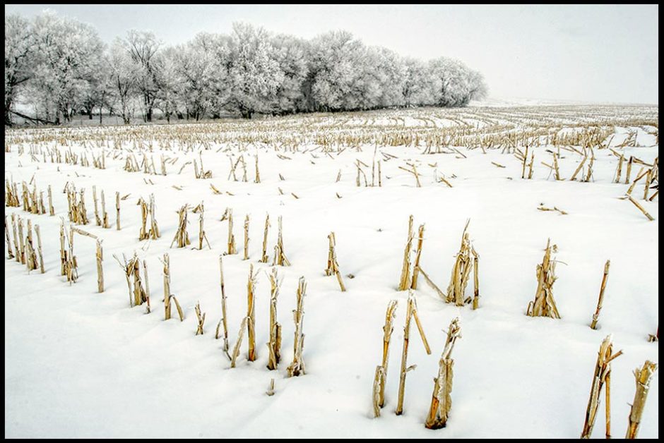 Snow covered harvested cornfield, Eastern Nebraska and Genesis 8:22 Bible verse seedtime and harvest, cold and heat, summer and winter